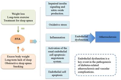 Research progress on the relationship between free fatty acid profile and type 2 diabetes complicated by coronary heart disease